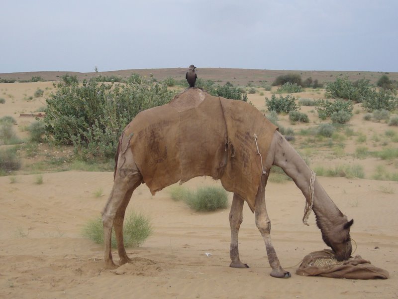 Travel - India - Rajasthan - Desert Camel Trip - The Desert